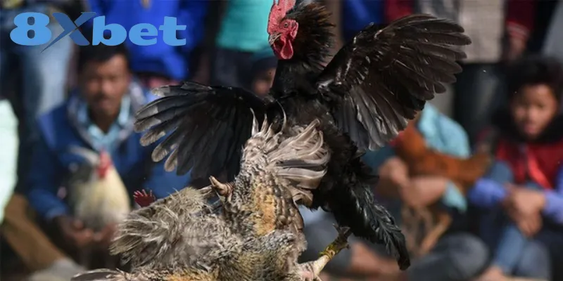 Phân Biệt Chi Tiết Giữa Đá Gà Thomo Và Đá Gà Cựa Sắt 2 Đá gà Thomo là hình thức nổi tiếng ở Campuchia